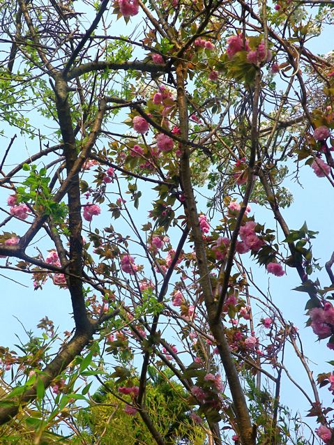 八重桜木