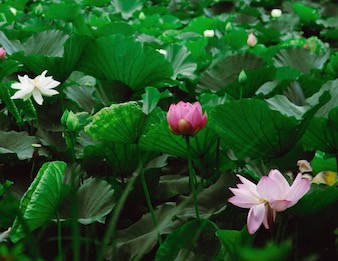 早朝の鎌倉で心安らぐ夏のお花見