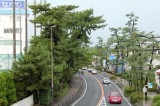松の木が街路樹になっている国道1号線。